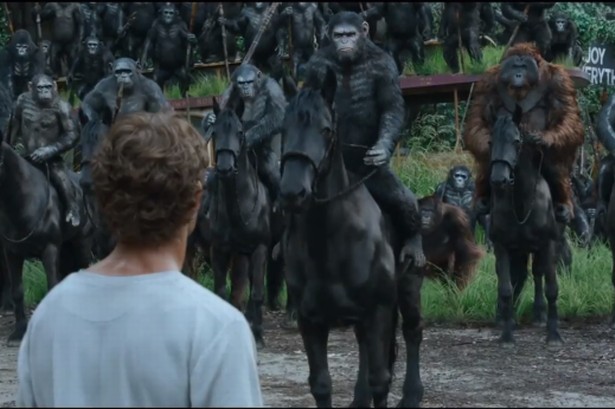 10 MOST INTELLIGENT ANIMALS IN THE WORLD